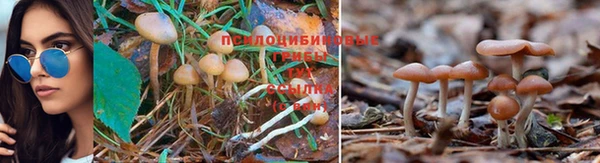 jwh Снежногорск